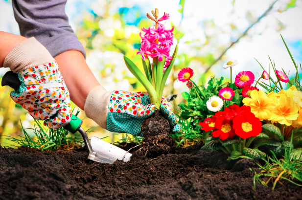 Setting Up a Community Garden in your HOA